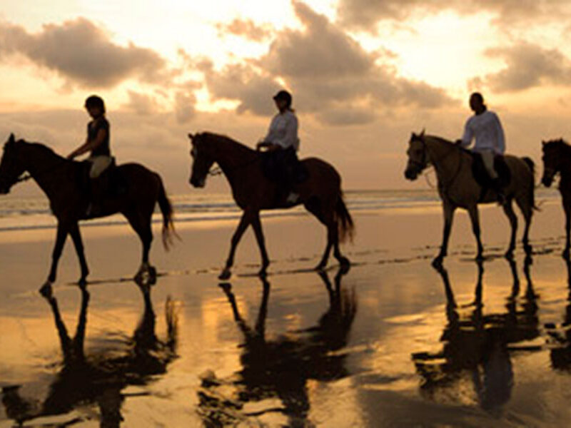 Saba Beach Horse Riding Tour